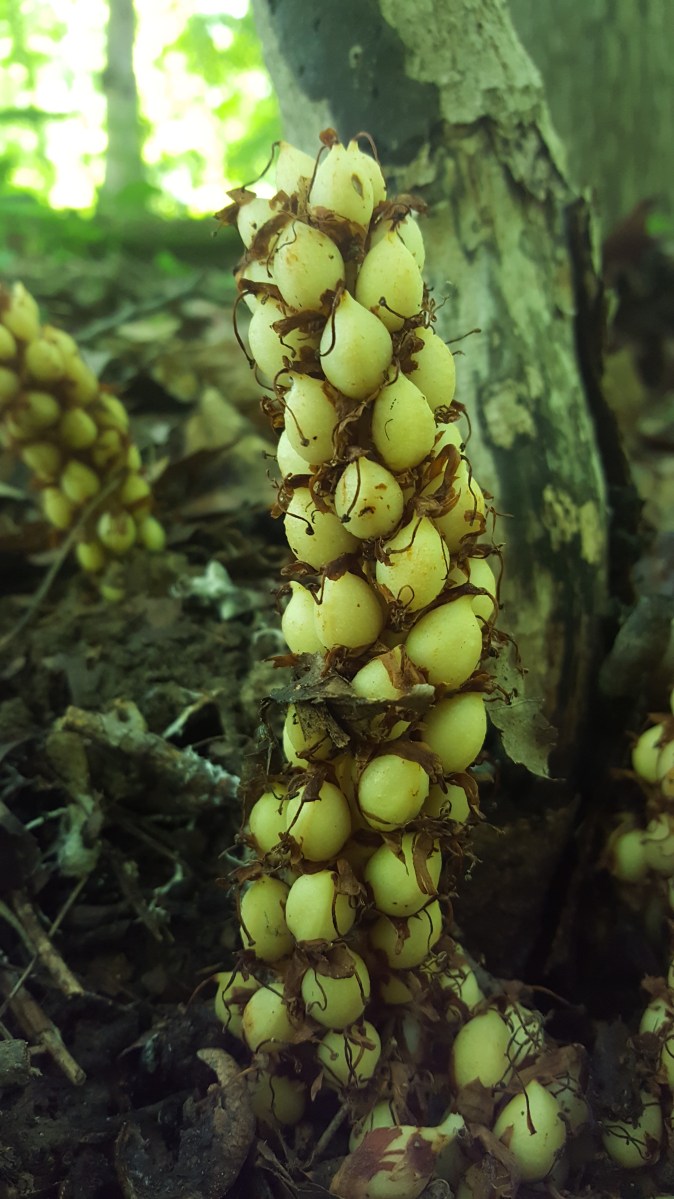 Conopholis americana