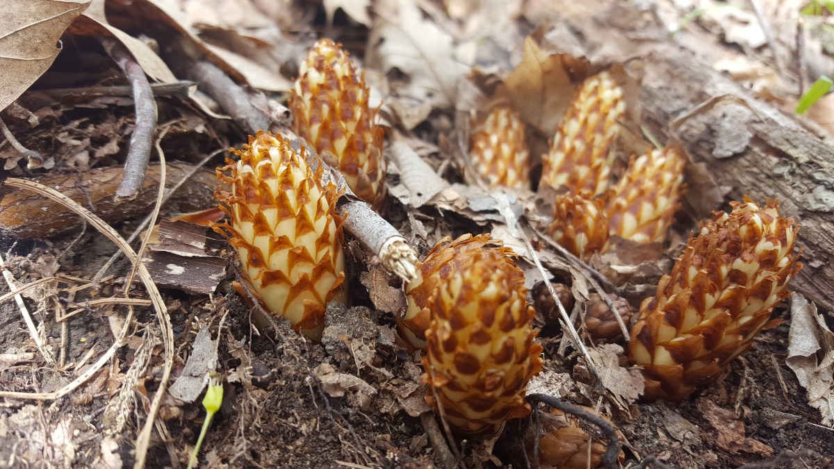 Bear Corn, Conopholis americana