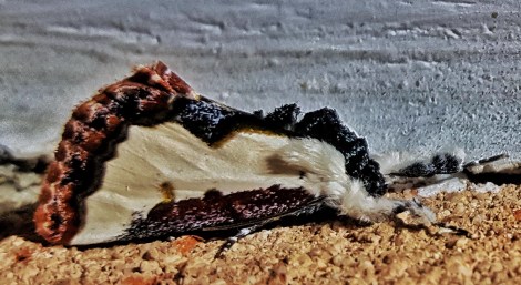 The Beautiful Wood Nymph Moth, Eudryas grata