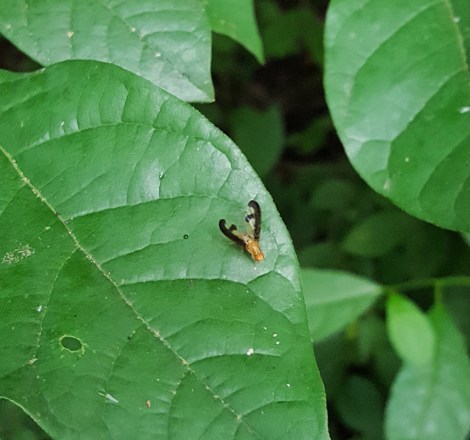 Antlered Flutter Fly - Toxonevra superba