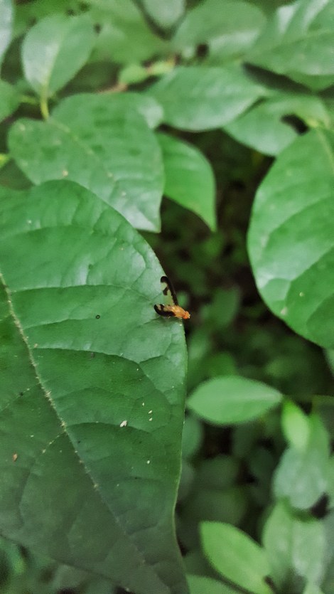 Antlered Flutter Fly - Toxonevra superba