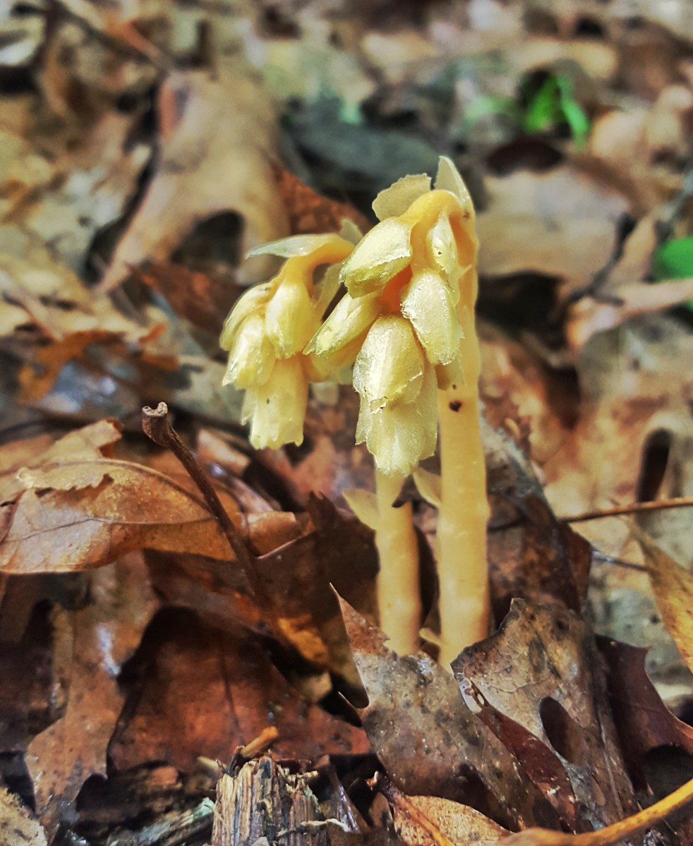 Monotropa hypopitys