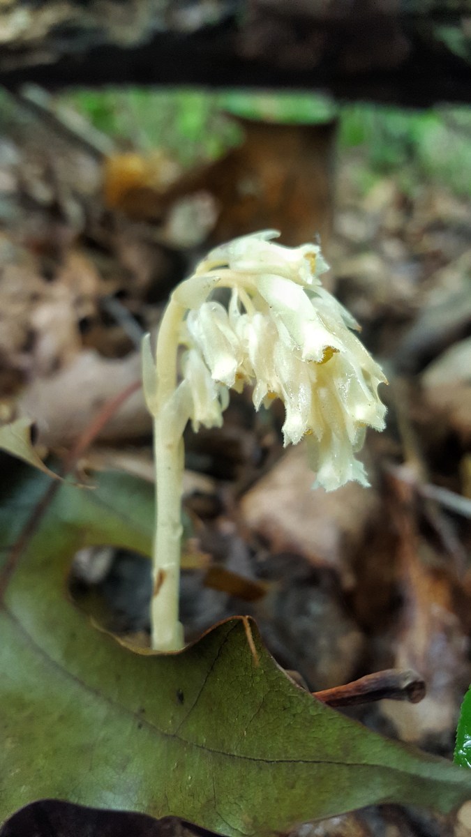 Monotropa hypopitys