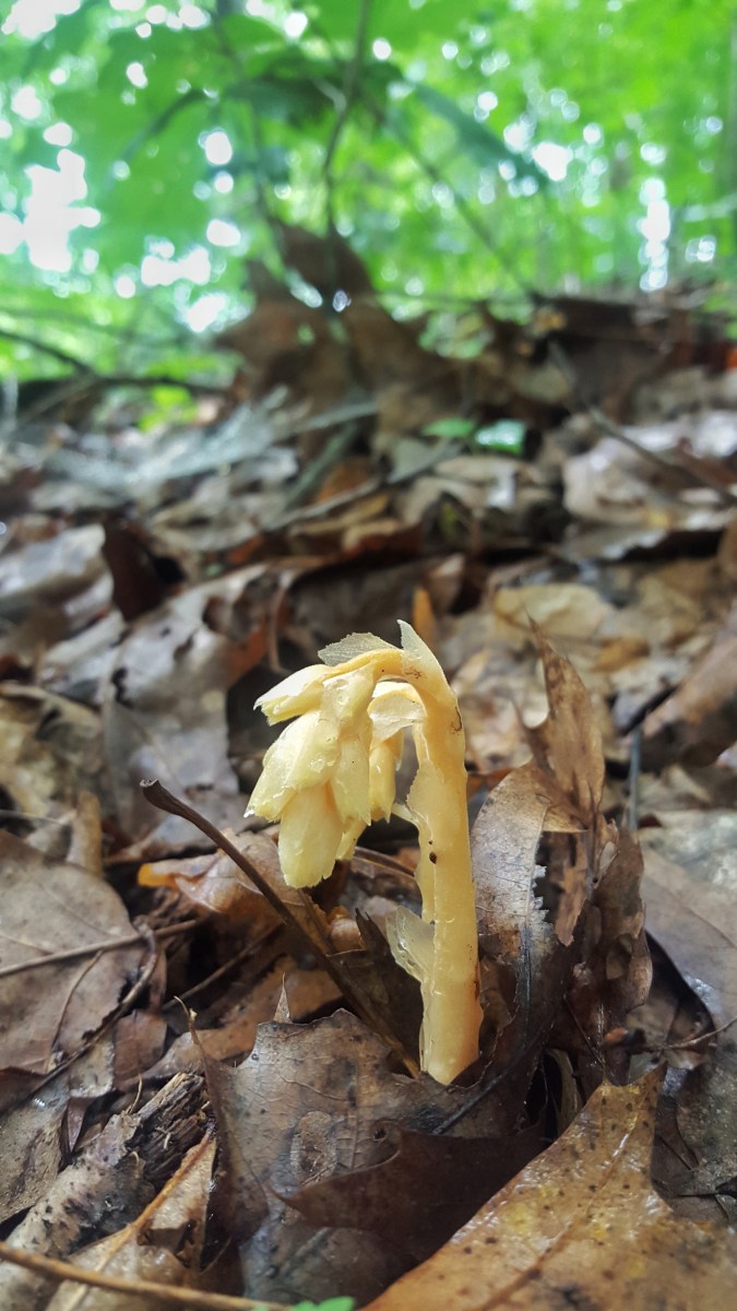 Monotropa hypopitys