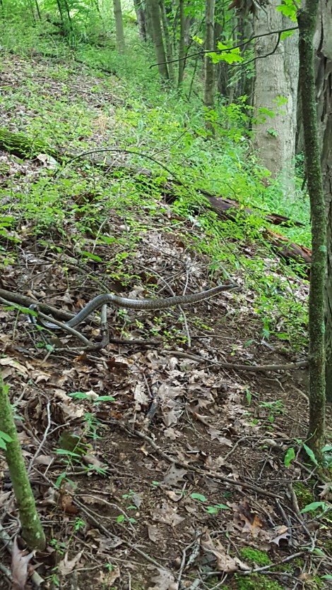 Black Rat Snake