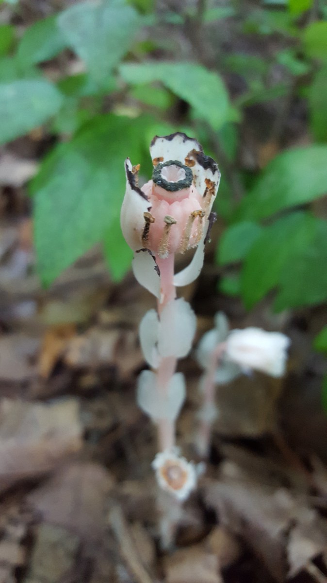 Monotropa uniflora