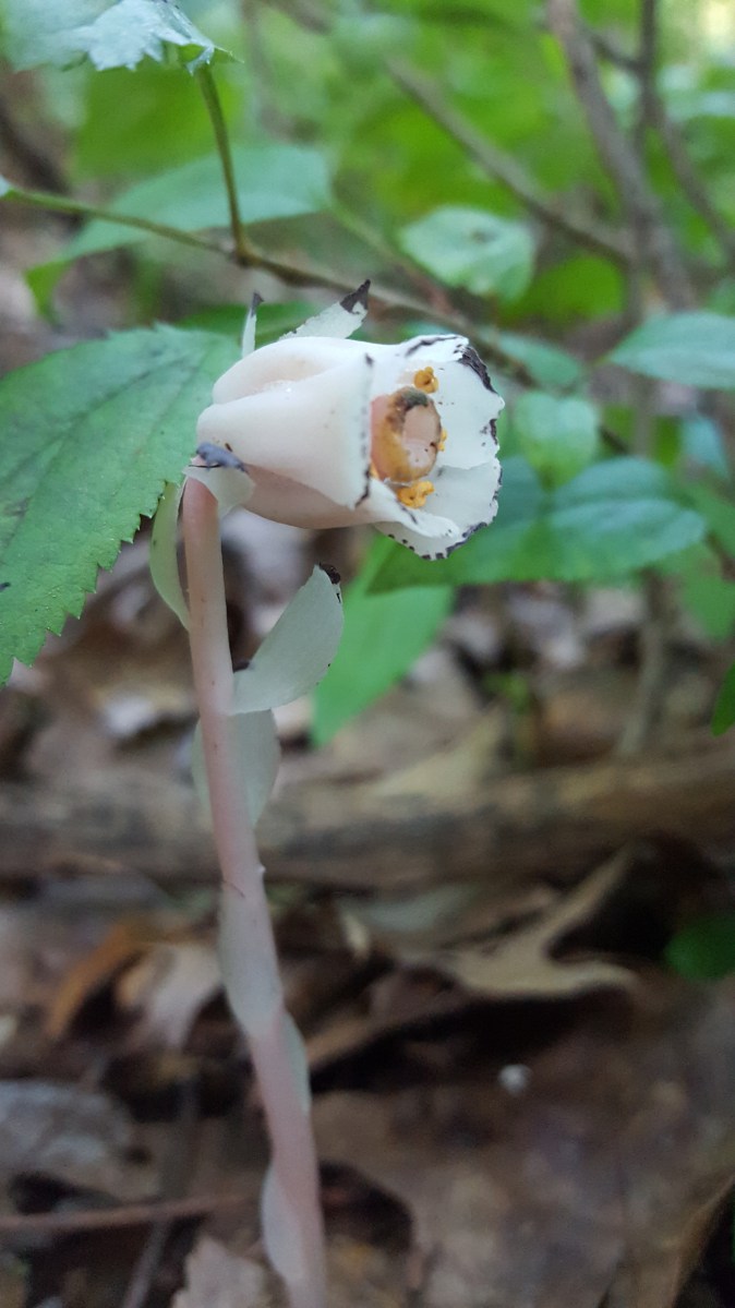 Monotropa uniflora
