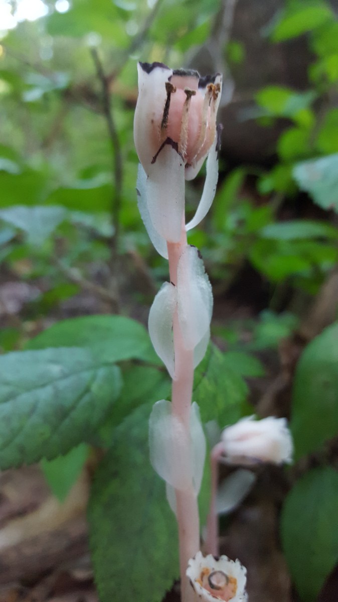 Monotropa uniflora