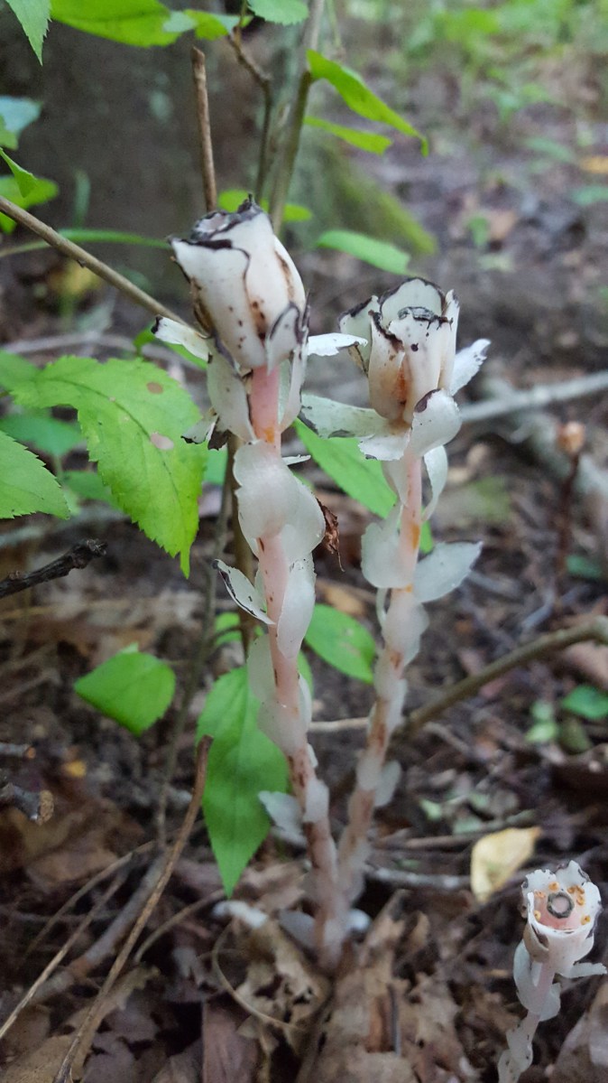 Monotropa uniflora