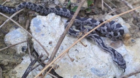 Juvenile Black Rat Snake