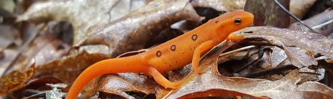 The Eastern Newt
