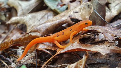 The Eastern Newt