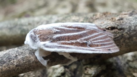 Moth with Akanthomyces