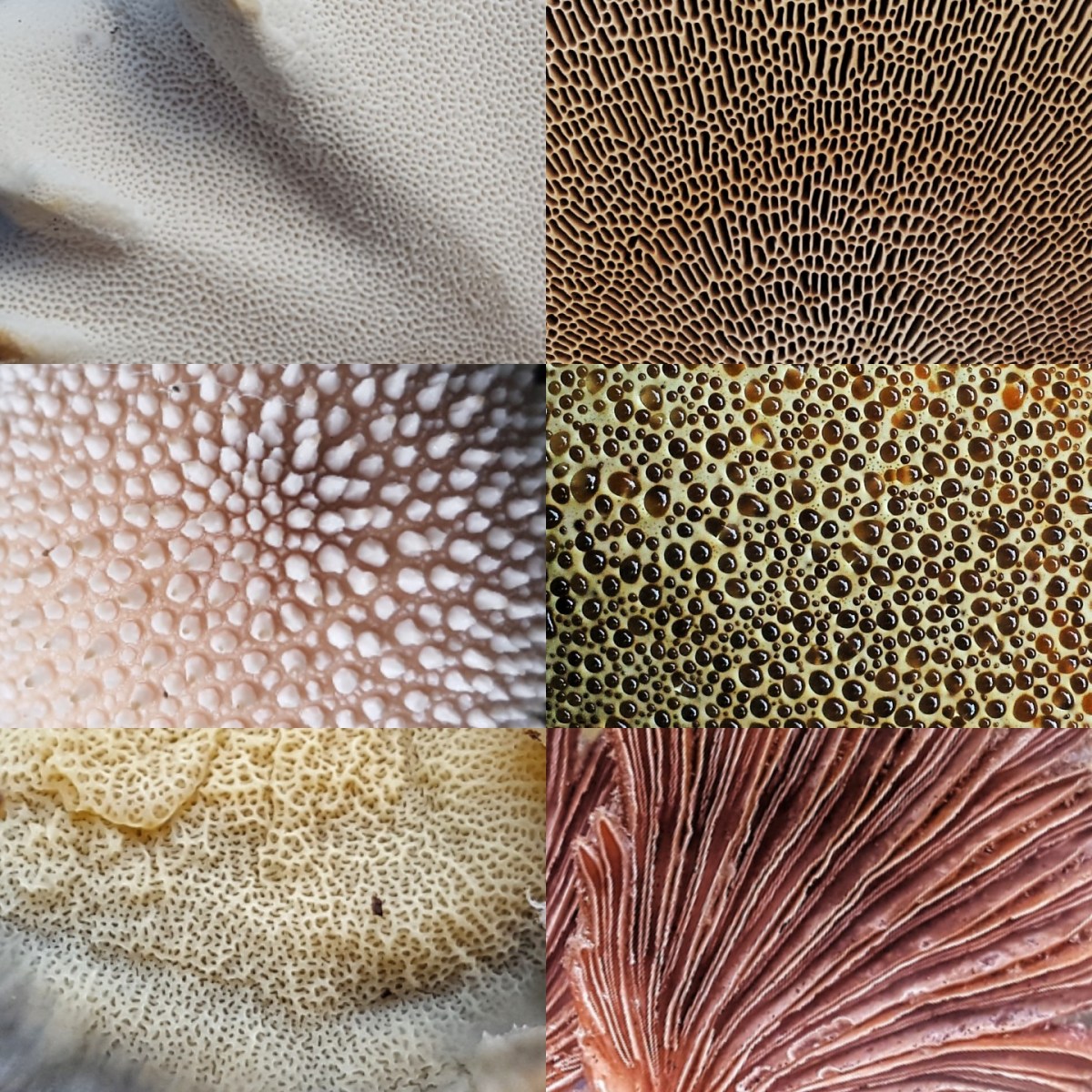 Mushroom Collage