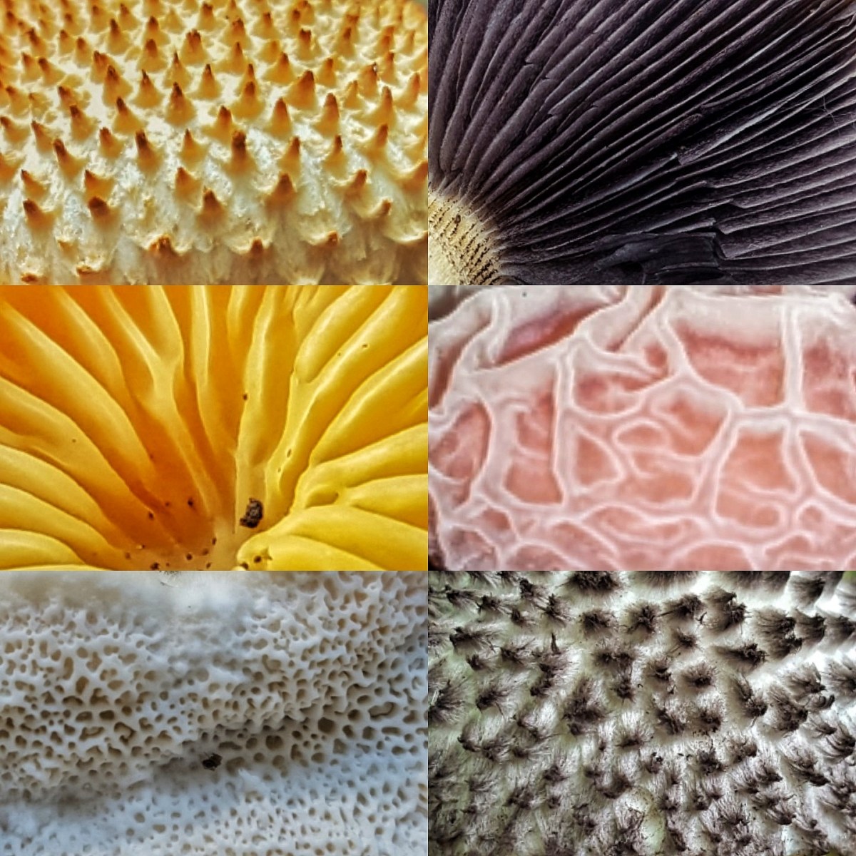 Mushroom Collage