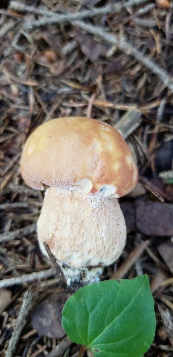 Boletus rex-veris