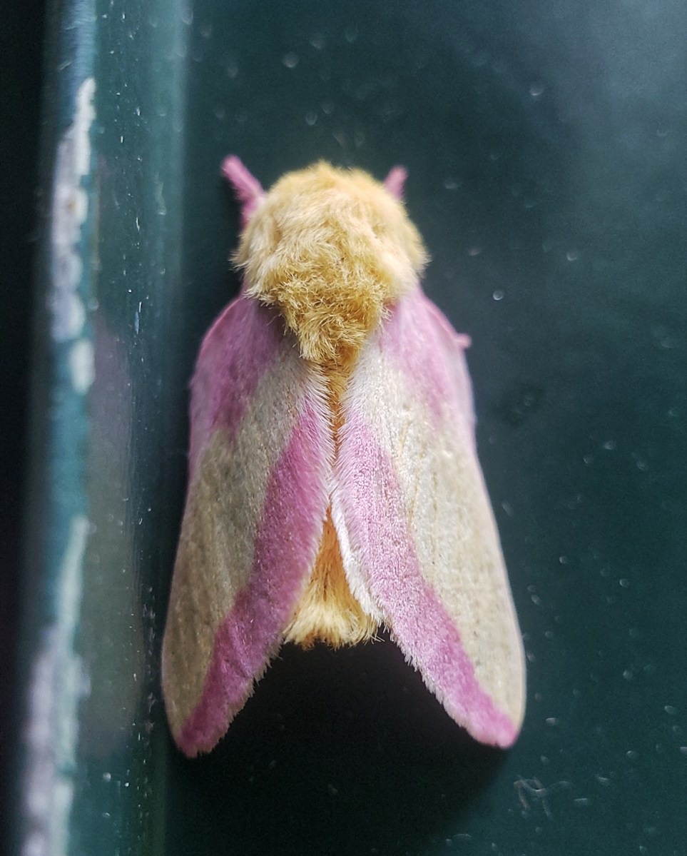 Rosy Maple Moth, Dryocampa rubicunda