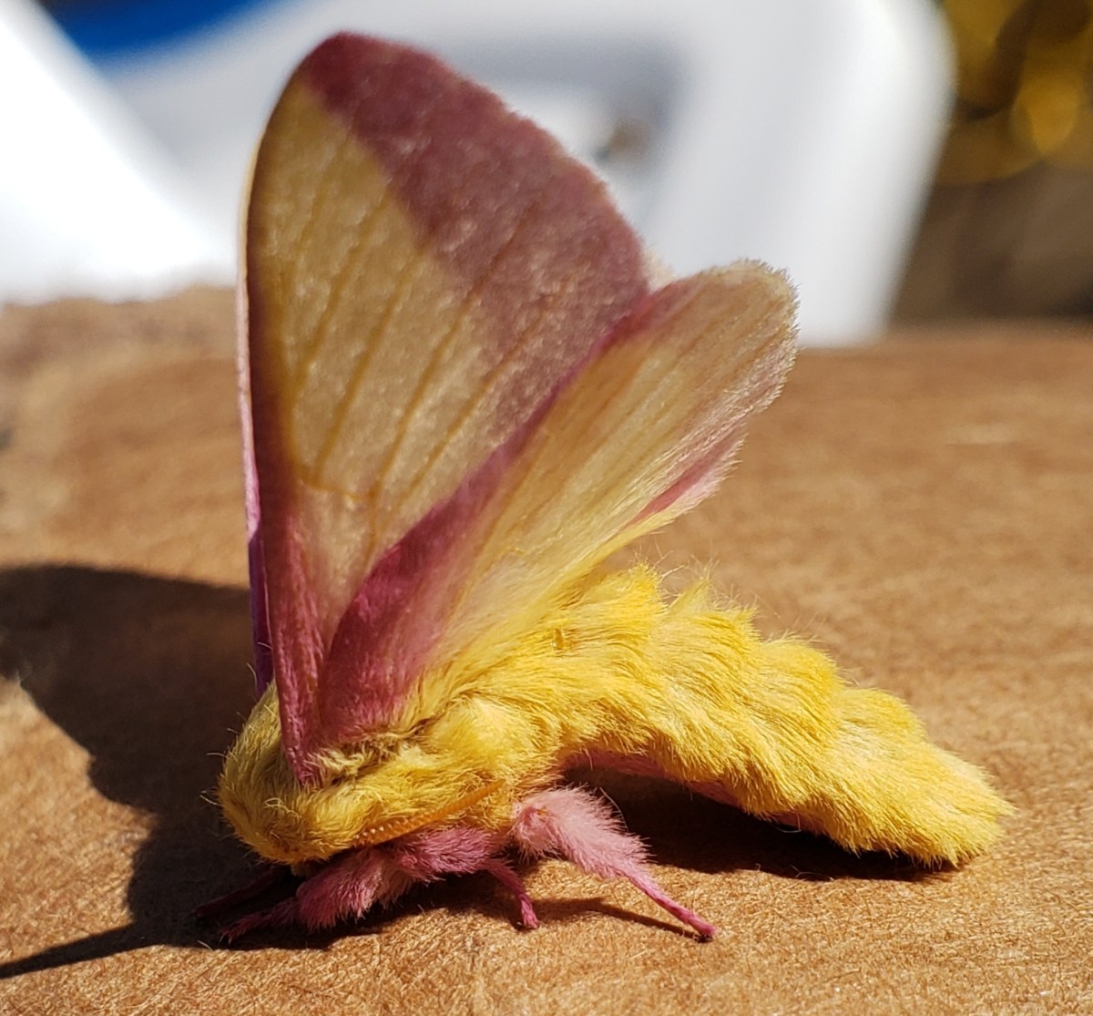 Rosy Maple Moth, Dryocampa rubicunda