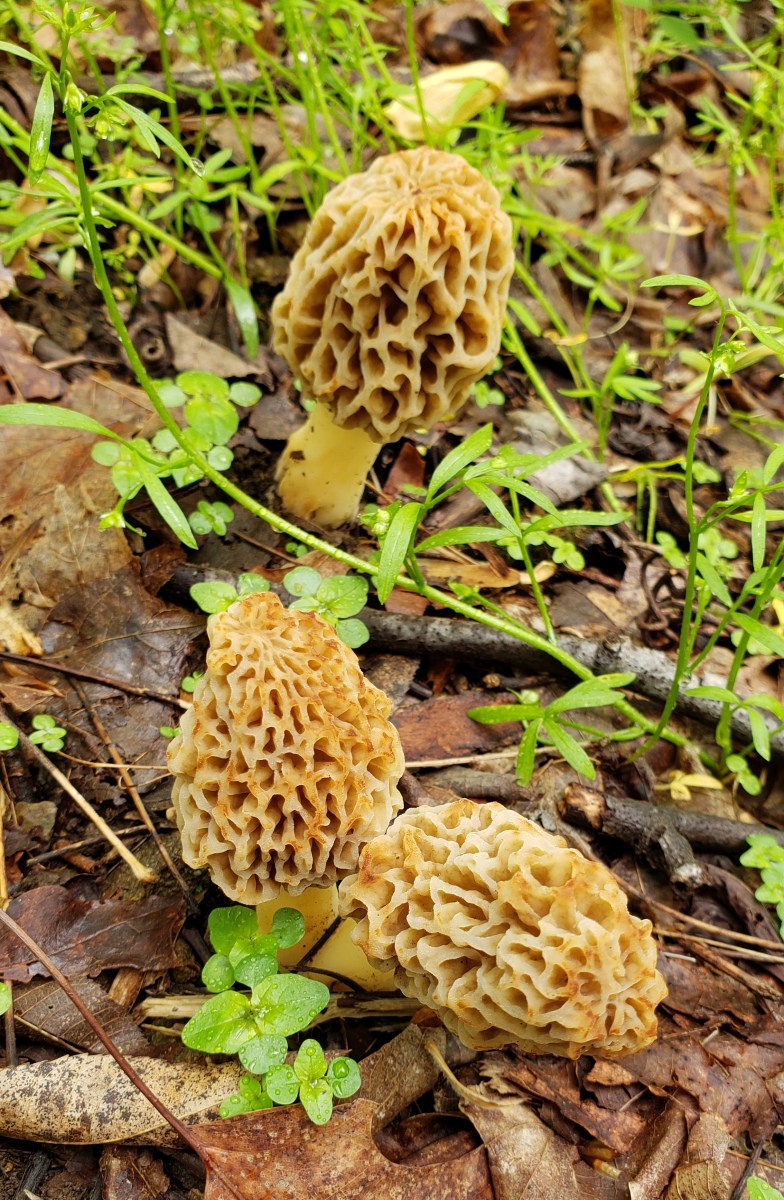 Morchella esculentoides