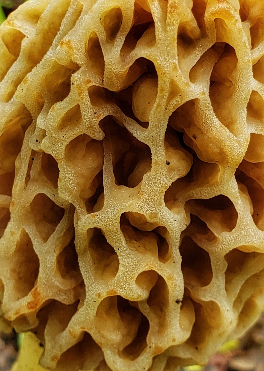 Yellow Morel, Morchella esculentoides