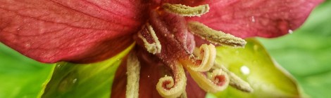Red Trillium, Trillium erectum