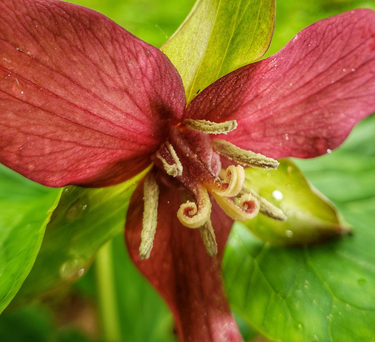 Red Trillium, Trillium erectum