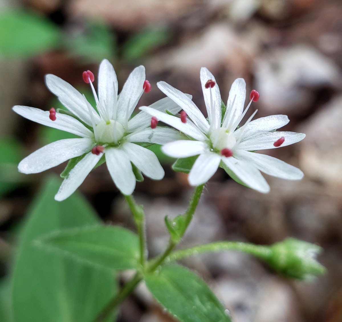 Star Chickweed, Stellaria pubera