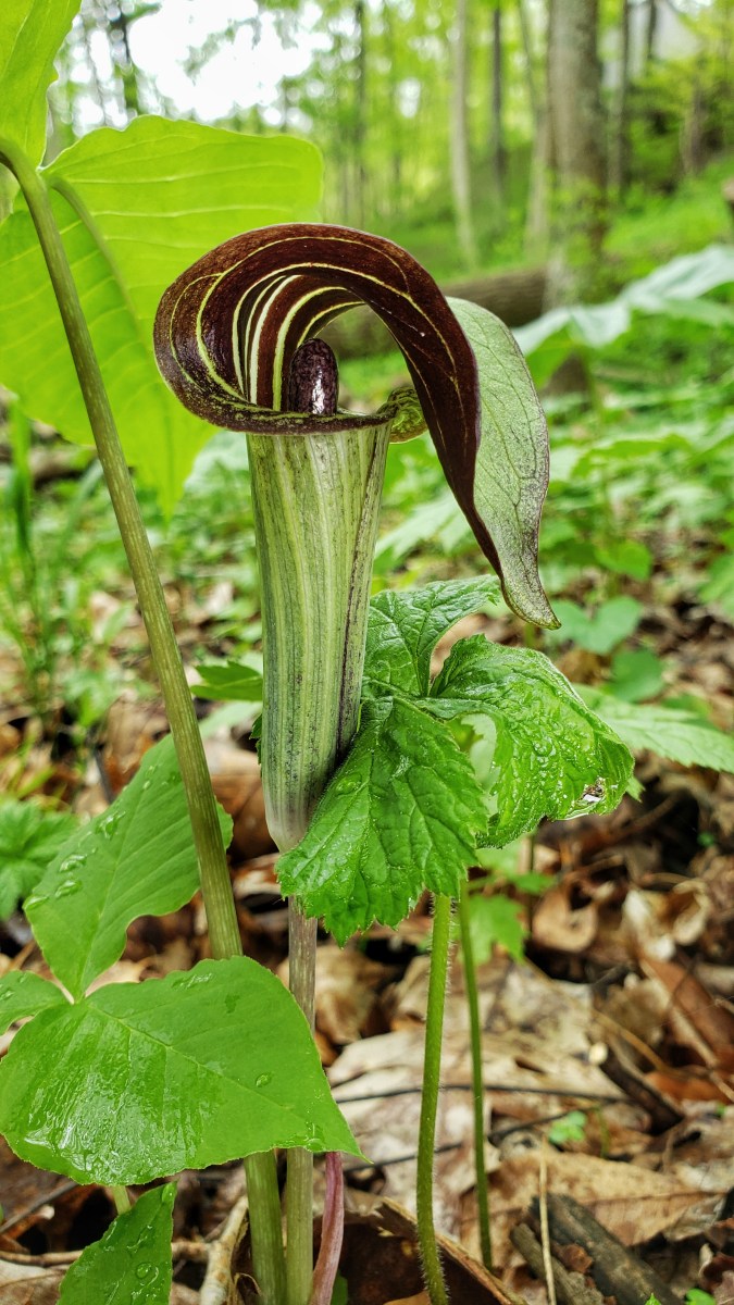 Jack-in-the-Pulpit, Arisaema triphyllum
