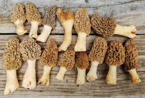 Morchella esculentoides