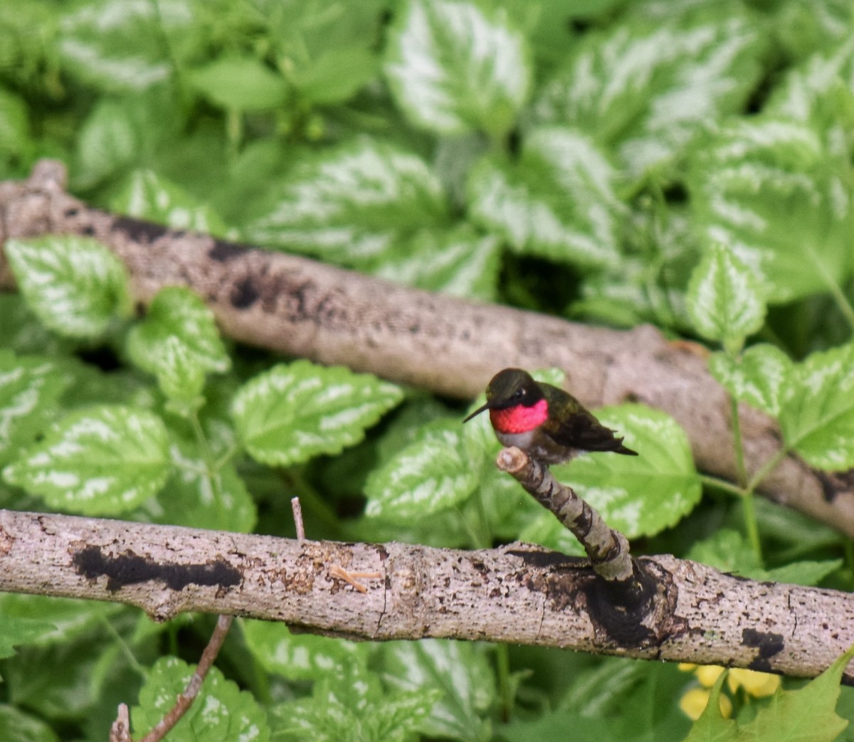 Ruby-Throated Hummingbird